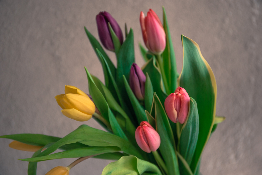 Relacja z Lemonowego Dnia Kobiet