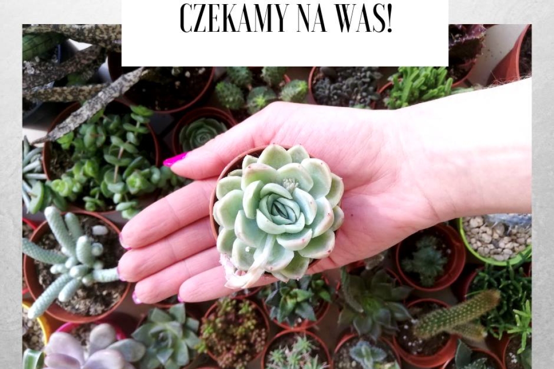 Wydarzenie – Zamiana na zielone!